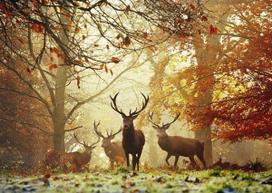 puzzle deliones 1000 - Heye Puzzle Magic Forest Deer 1000pcs - 2 nuotrauka