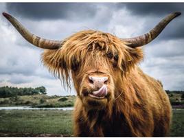Dėlionė Ravensburger Highland Cattle 13273, 300 vnt.