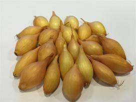 Svogūnų sodinukai CUPIDO H, 14 - 21 mm, 1 kg