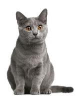 FITMIN Cat Purity Kitten 10 kg