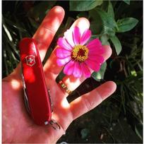 kiseniniai peiliai - Victorinox Mountaineer Celidor 1.3743 - 3 nuotrauka