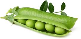 zirniu sekla - Click & Grow Smart Garden refill Dwarf Pea 3pcs - 2 nuotrauka