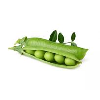 zirniu sekla - Click & Grow Smart Garden refill Dwarf Pea 3pcs - 3 nuotrauka