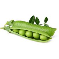 zirniu sekla - Click & Grow Smart Garden refill Dwarf Pea 3pcs - 4 nuotrauka