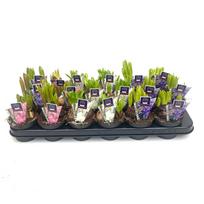 Vazoninis augalas hiacintas, Ø 9 cm, lot. HYACINTHUS