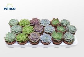 Vazoninis augalas eševerija, Ø 8, 12 cm, lot. ECHEVERIA