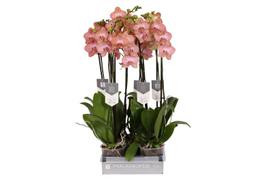 Vazoninis augalas falenopsis, Ø 12, 60 cm, lot. PHALAENOPSIS RAVELLO, 2 stiebai