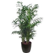 Vazoninis augalas palmė, Ø 19, 90 cm, lot. CHAMAEDOREA ELEGANS