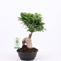 Vazoninis augalas bonsas, Ø 15, 35 cm, lot. FICUS GINSENG