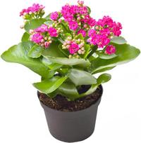 Vazoninis augalas kalankė, Ø 12, 25 cm, lot. KALANCHOE MIX