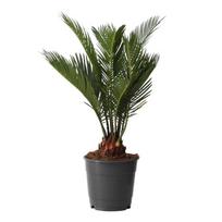 Vazoninis augalas cikas, Ø 12, 40 cm, lot. CYCAS