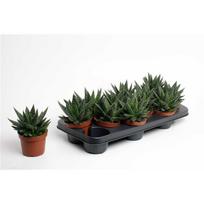 Vazoninis augalas alavijas, Ø 10,5, 17 cm, lot. ALOE