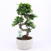 Vazoninis augalas bonsas, Ø 24, 60 cm, lot. FICUS GINSENG S TYPE CERAMIC POT