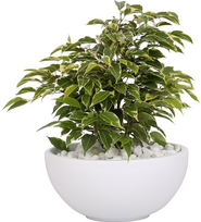 Vazoninis augalas fikusas, Ø 22, 40 cm, lot. FICUS GREEN KINKY Ceramic pot