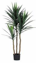 Vazoninis augalas dracena, Ø 17, 75 cm, lot. DRACAENA MARGINATA MIX
