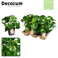 Vazoninis augalas peperomija, Ø14, 30 - 35 cm, lot. PEPEROMIA RAINDROP FEEL GREEN