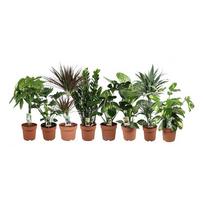 Vazoninis augalas sansevjera, Ø 14, 35 cm, lot. SANSEVIERIA SANSIAM MOTO