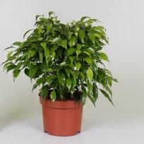 Vazoninis augalas fikusas, Ø 12, 25 cm, lot. FICUS GREEN KINKY