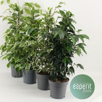 Vazoninis augalas fikusas, Ø 17, 70 - 80 cm, lot. FICUS BENJAMINA