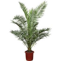 Vazoninis augalas finikas, Ø 21, 140 cm, lot. PHOENIX CANARIENSIS
