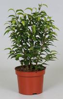 Vazoninis augalas fikusas, Ø 12, 40, cm, lot. FICUS NATASJA