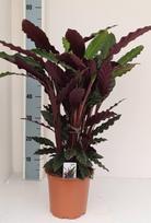 Vazoninis augalas kalatėja, Ø 19, 80 cm, lot. CALATHEA RUFIBARBA