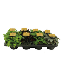 Vazoninis augalas peperomija, Ø10,5, 15 - 20 cm, lot. PEPEROMIA