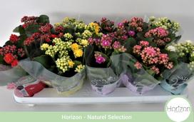 Vazoninis augalas kalankė, Ø 10,5, 23 cm, lot. KALANCHOE