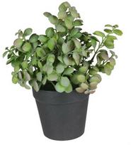 Dirbtinis augalas vazone, vaistažolės Splendid Herbs 2, žalia, 20 cm