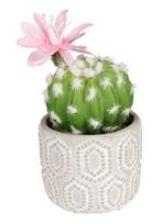 Dirbtinis augalas vazone, kaktusas Splendid Cactus, žalia/rožinė, 18 cm