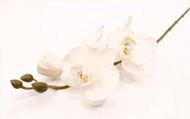 Dirbtinė gėlė orchidėja "Novelly Home", baltos sp. 69 cm,  DY4-5A