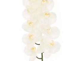 dirbtines orchidejos balt - Dirbtinė gėlė orchidėja NOVELLY HOME GFQ-005, baltos sp., aukštis - 95 cm. - 1 nuotrauka