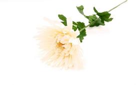 Dirbtinė gėlė chrizantema "Novelly Home", batos sp. 70cm,  GF13409