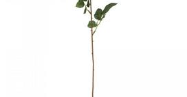 Dirbtinė gėlė rožė NOVELLY HOME, baltos sp., 52 cm., MW41105W