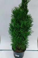 Vakarinė tuja "Smaragd", aukštis 60-70 cm.