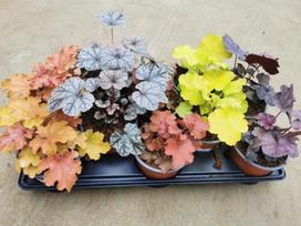 Alūnė, vazonėlio skersmuo 12 cm.