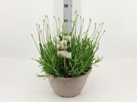Levanda "Aroma White", vazonėlio skersmuo 27 cm.