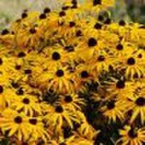 Rudbekija žėrinčioji "Goldsturm", vazono talpa 2 l.