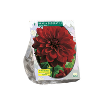 Jurginų svogūnėlis, lot. DAHLIA DECORATIEF ARABIAN NIGHT, 1 vnt