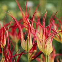 Botaninė tulpė Acuminata - 20 vnt.