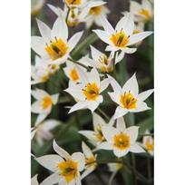 Botaninės tulpės Turkestanica - 200 vnt.