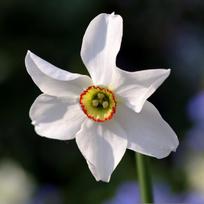 Narcizai senoviniai poetiniai "Pheasant's Eye" - 5 vnt.