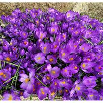 krokai - Didžiažiedžiai krokai "Flower Record" - 1000 vnt. - 1 nuotrauka