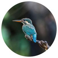 fototapetai tapetai - WallArt Tapetai The Kingfisher, 142,5cm, apskriti - 2 nuotrauka