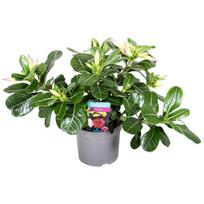 Vazoninis augalas tinūtras, Ø 13, 25 cm, lot. ADENIUM OBES PINK STAR