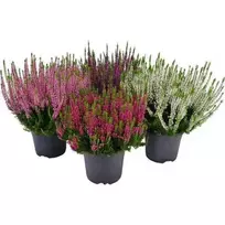 Lauko augalas viržis, Ø 9, 16 cm, lot. CALLUNA