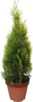 Lauko augalas vakarinė tuja, Ø19, 60 - 80 cm, lot. Thuja Smaragd
