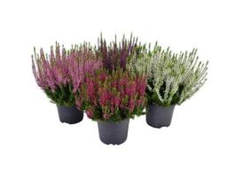 Lauko augalas viržis, Ø 12, 25 cm, lot. CALLUNA TWIN