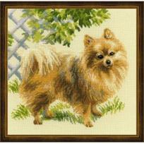 pomeranijos spicas - RIOLIS – Create It Yourself – Siuvinėjimo rinkinys „Špicas“ 1585 (30x40 cm) - 1 nuotrauka