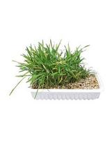 mieziai - Trixie 4235 Cat Grass 100g - 2 nuotrauka